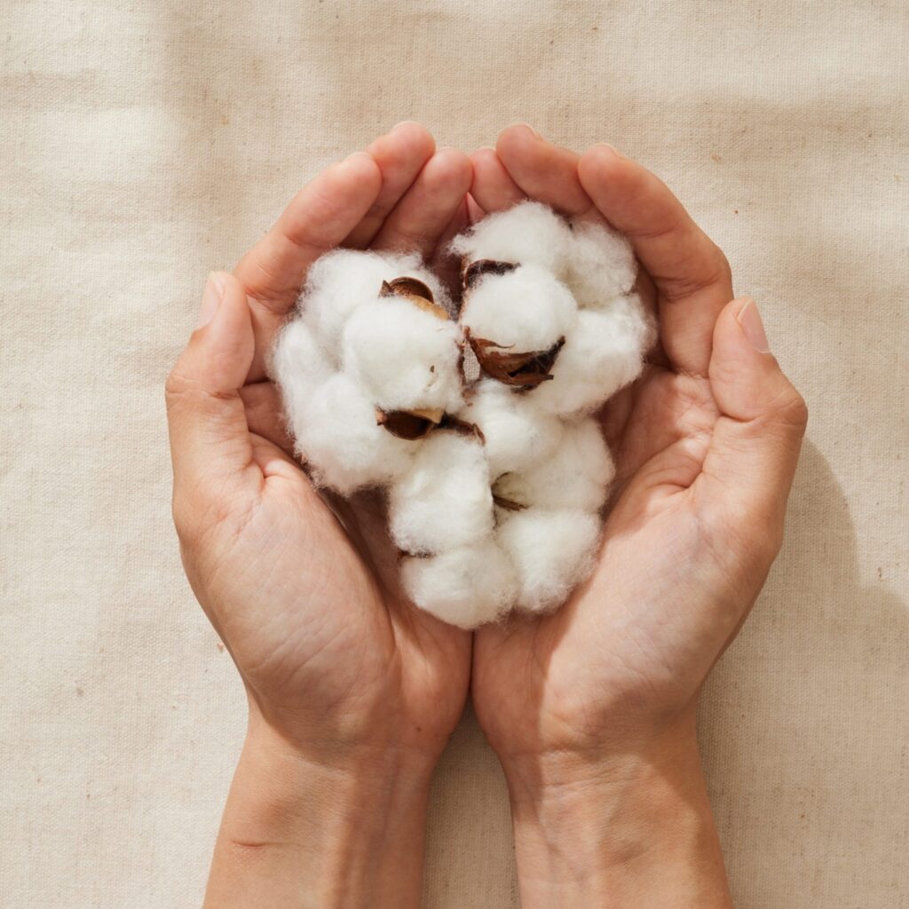 Flor de algodão antes de ser beneficiada